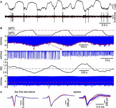 Effects of Cortical Cooling on Activity Across Layers of the Rat Barrel Cortex